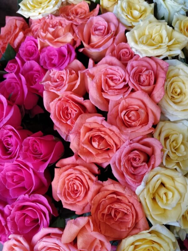 Assorted Dutch Roses गुलाब फूल – Bunch of 20 -(THOF) – Tribecart